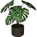 Monstera B02.1