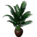 Palm B14 pota