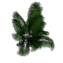 Palm B14a