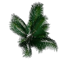 Palm B14b