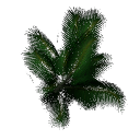 Palm B14c