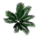 Palm B14d