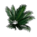 Palm B14e