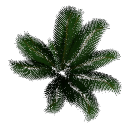 Palm B14f