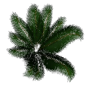 Palm B14g