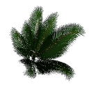Palm B14h