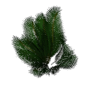 Palm B14j