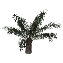 3DGardenPlants_Elaeis guineensis_01_1_LowPoly