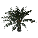 3DGardenPlants_Elaeis guineensis_01_2_LowPoly