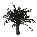 3DGardenPlants_Elaeis guineensis_01_3_LowPoly