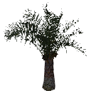 3DGardenPlants_Elaeis guineensis_01_4_LowPoly