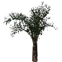 3DGardenPlants_Elaeis guineensis_01_6_LowPoly