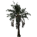 3DGardenPlants_Elaeis guineensis_01_7_LowPoly