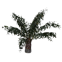 3DGardenPlants_Elaeis guineensis_01_1