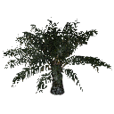 3DGardenPlants_Elaeis guineensis_01_2