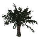 3DGardenPlants_Elaeis guineensis_01_3