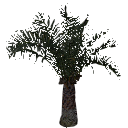 3DGardenPlants_Elaeis guineensis_01_4