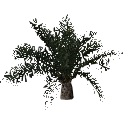 3DGardenPlants_Elaeis guineensis_01_5