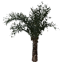 3DGardenPlants_Elaeis guineensis_01_6