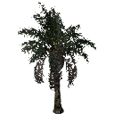 3DGardenPlants_Elaeis guineensis_01_7