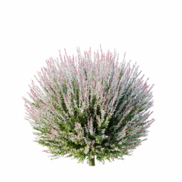 Salix_Hakuro_nishiki_0101_3DShaker