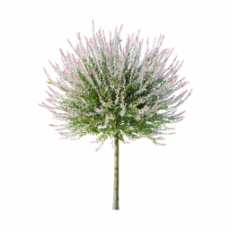 Salix_Hakuro_nishiki_0102_3DShaker