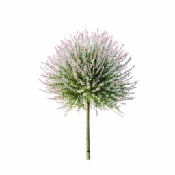 Salix_Hakuro_nishiki_0103_3DShaker