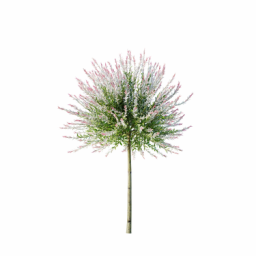 Salix_Hakuro_nishiki_0104_3DShaker