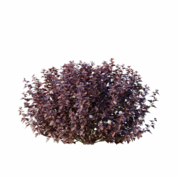 Physocarpus_0701_001_3DShaker