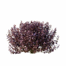 Physocarpus_0702_001_3DShaker