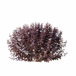 Physocarpus_0703_001_3DShaker