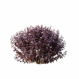 Physocarpus_0704_001_3DShaker
