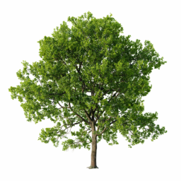 Oak-tree_09_21m_3DShaker