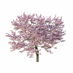 Magnolia_01_5,3m_3DShaker
