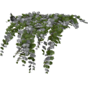 Lysimachia_0201