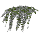 Lysimachia_0202