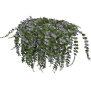 Lysimachia_0203
