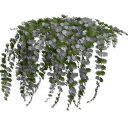 Lysimachia_0204