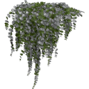 Lysimachia_0205