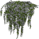 Lysimachia_0206