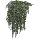 Lysimachia_0207