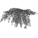 Cotoneaster_dammeri_0301