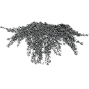 Cotoneaster_dammeri_0302