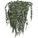 Lysimachia_0208