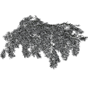 Cotoneaster_dammeri_030302