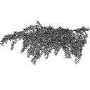 Cotoneaster_dammeri_030401