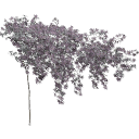 Clematis_Montana_0103