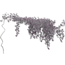 Clematis_Montana_0104