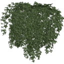 Virginia_Creeper_0201