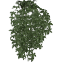 Virginia_Creeper_0202